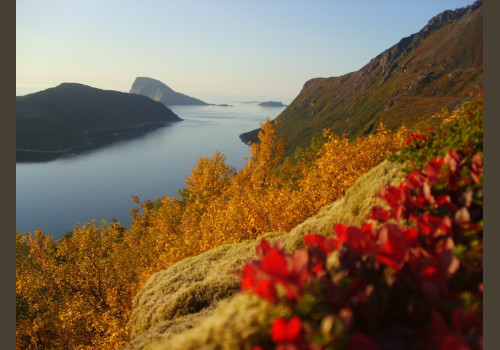 Pêche en Mer en Norvège