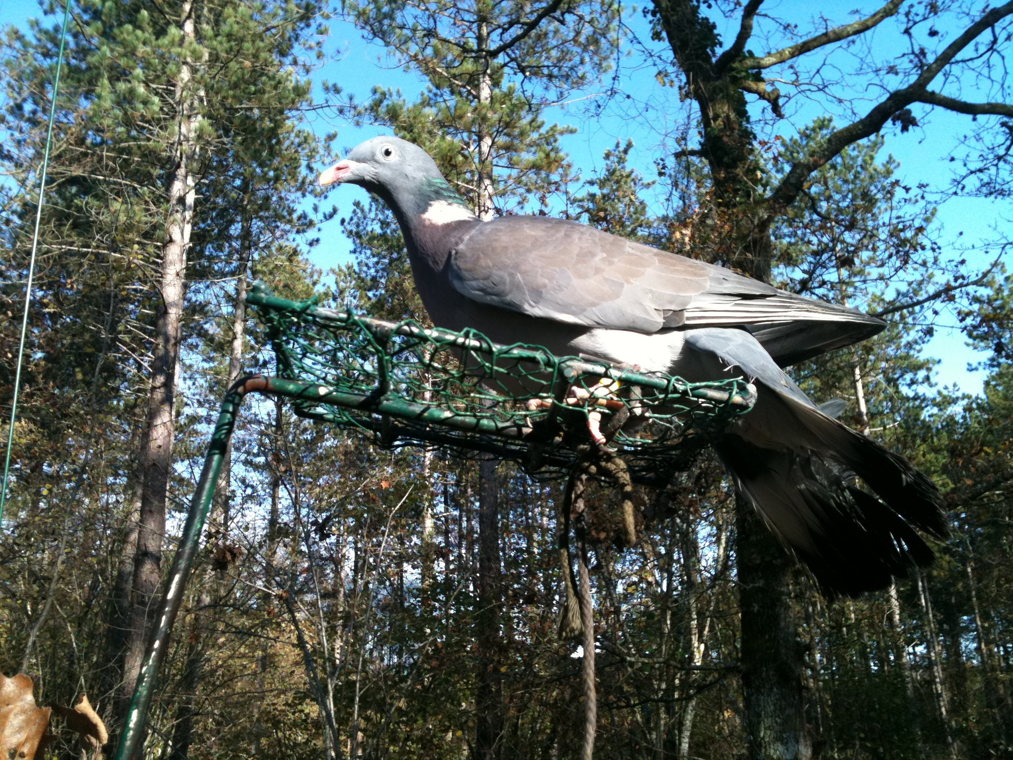 Hutte Palombes en Sologne - Organisation chasse peche