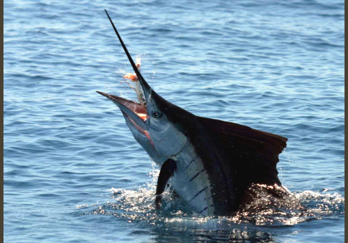 Pêche au Sénégal Saly