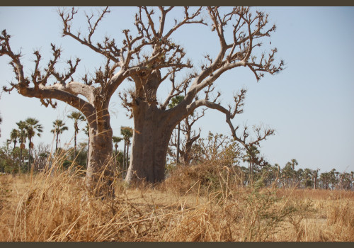 Pêche au Sénégal Saly