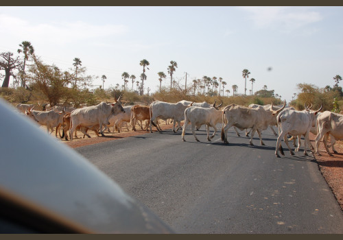 Pêche au Sénégal Saly