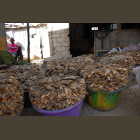 Pêche au Sénégal Saly