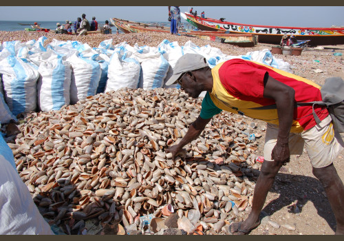 Pêche au Sénégal Saly