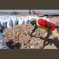 Pêche au Sénégal Saly