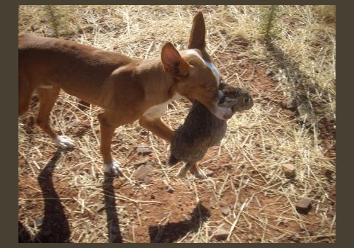 Chasse aux Lapins Espagne Valence