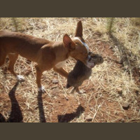 Chasse aux Lapins Espagne Valence