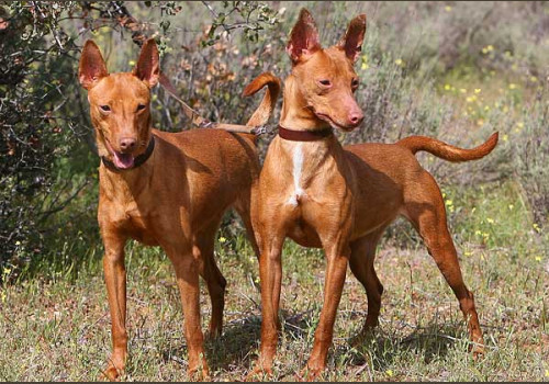 Chasse aux Lapins Espagne Valence