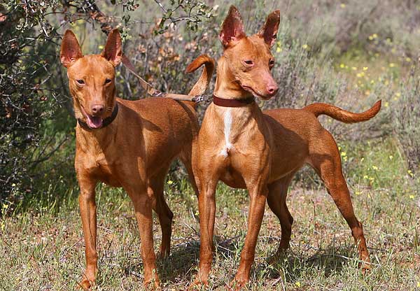 Chasse aux Lapins Espagne Valence