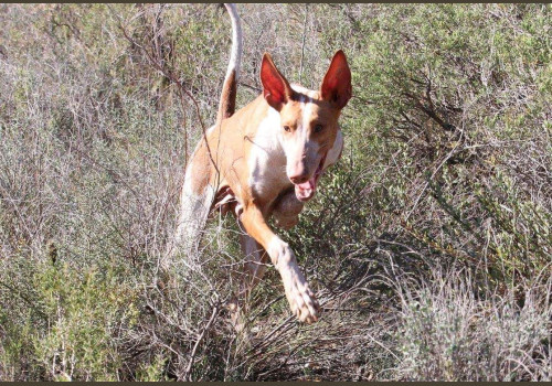 Chasse aux Lapins Espagne Valence