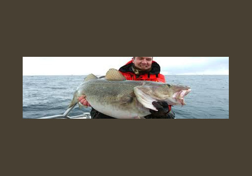 Pêche en Mer en Norvège