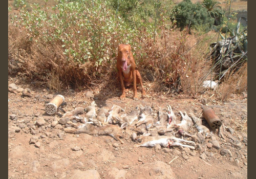 Chasse aux Lapins Espagne Valence