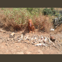 Chasse aux Lapins Espagne Valence