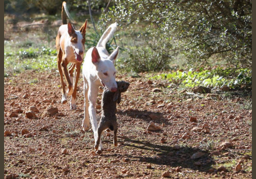 Chasse aux Lapins Espagne Valence