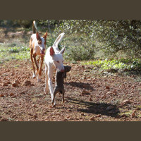 Chasse aux Lapins Espagne Valence