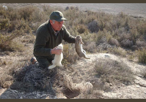 Chasse aux Lapins Espagne Valence