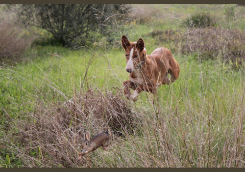 Chasse aux Lapins Espagne Valence