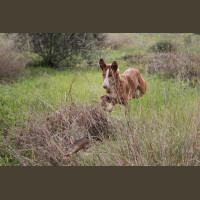 Chasse aux Lapins Espagne Valence