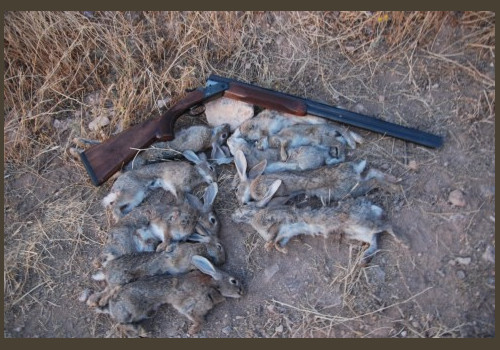 Chasse aux Lapins Espagne Valence