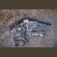 Chasse aux Lapins Espagne Valence