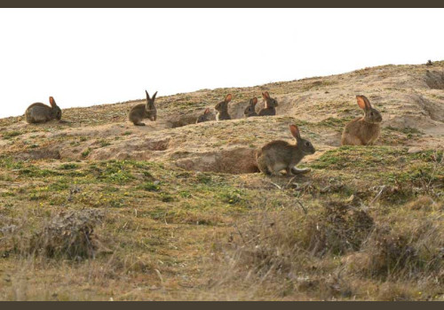 Chasse aux Lapins Espagne Valence