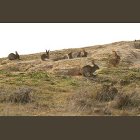 Chasse aux Lapins Espagne Valence