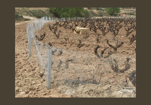 Chasse aux Lapins Espagne Valence