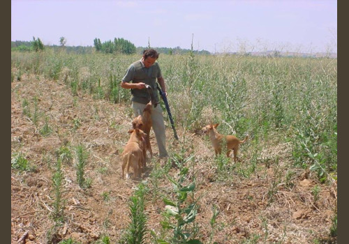 Chasse aux Lapins Espagne Valence