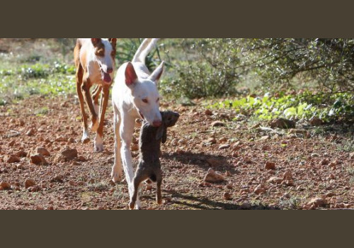 Chasse aux Lapins Espagne Valence