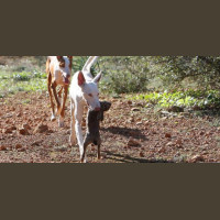 Chasse aux Lapins Espagne Valence