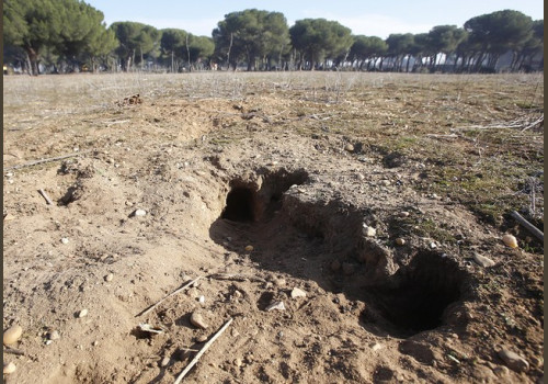 Chasse aux Lapins Espagne Valence