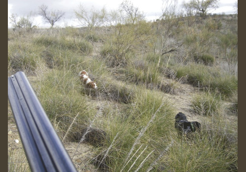 Chasse aux Lapins Espagne Valence