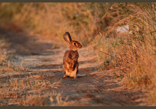 Chasse aux Lapins Espagne Valence