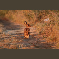 Chasse aux Lapins Espagne Valence