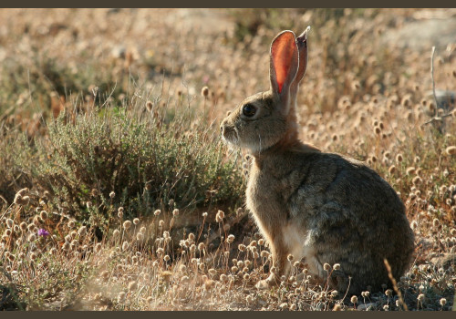 Chasse aux Lapins Espagne Valence