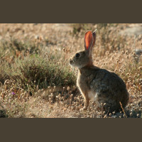 Chasse aux Lapins Espagne Valence