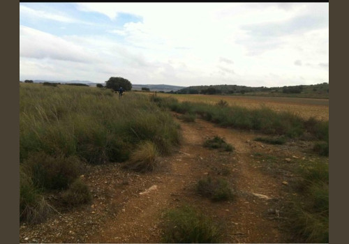 Chasse aux Lapins Espagne Valence