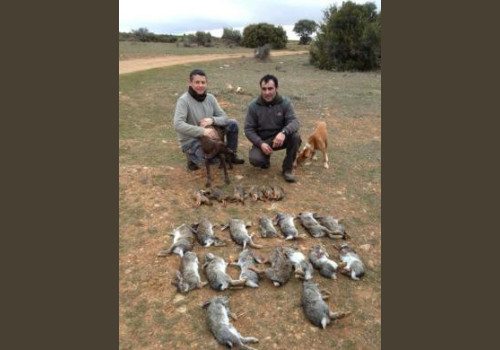 Chasse aux Lapins Espagne Valence