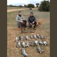 Chasse aux Lapins Espagne Valence