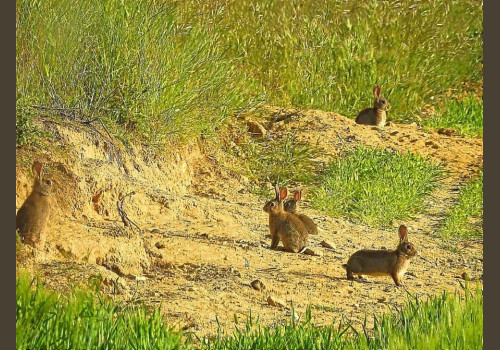 Chasse aux Lapins Espagne Valence