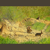 Chasse aux Lapins Espagne Valence