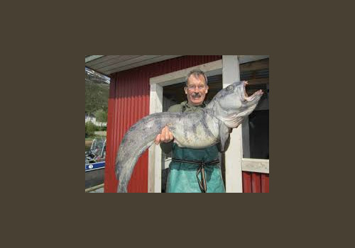 Pêche en Mer en Norvège