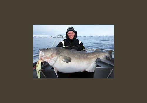 Pêche en Mer en Norvège