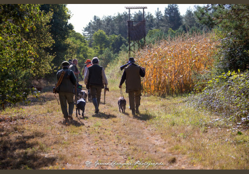 Chasse à la Journée Perdreaux en Sologne 2020-2021