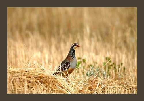 Chasse à la Journée Perdreaux en Sologne 2020-2021