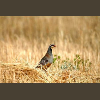 Chasse à la Journée Perdreaux en Sologne 2020-2021