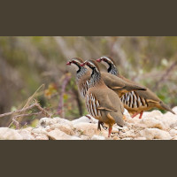 Chasse à la Journée Perdreaux en Sologne 2020-2021