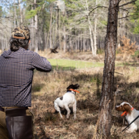 Chasse à la Journée Perdreaux en Sologne 2020-2021