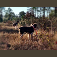 Chasse à la Journée Perdreaux en Sologne 2020-2021