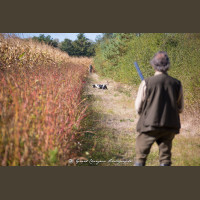 Chasse à la Journée Perdreaux en Sologne 2020-2021