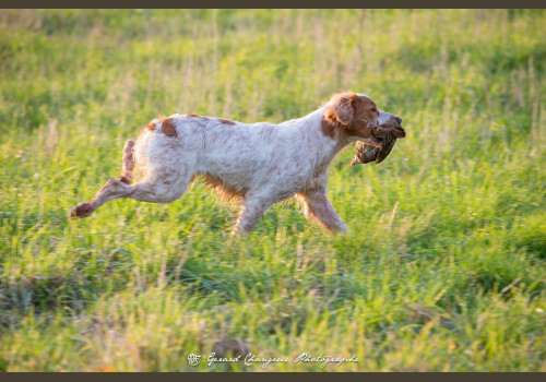 Chasse à la Journée Perdreaux en Sologne 2020-2021